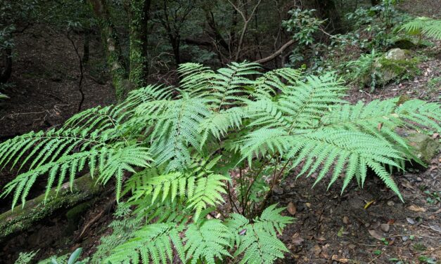 Pteris wallichiana